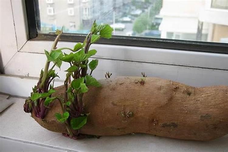 硼肥可施红薯吗