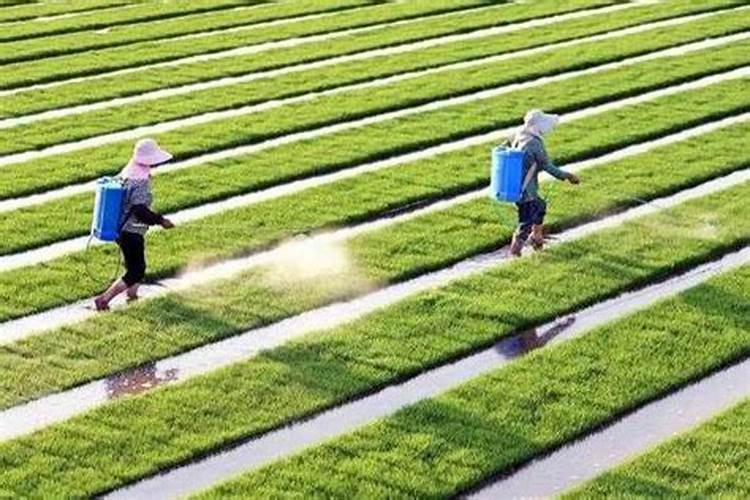 大棚茄子烂果怎么办？大棚茄子烂果的防治方法!