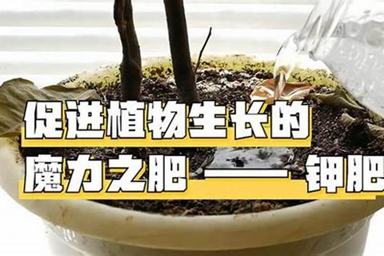 钾肥对植物的作用 钾肥促进哪部分生长