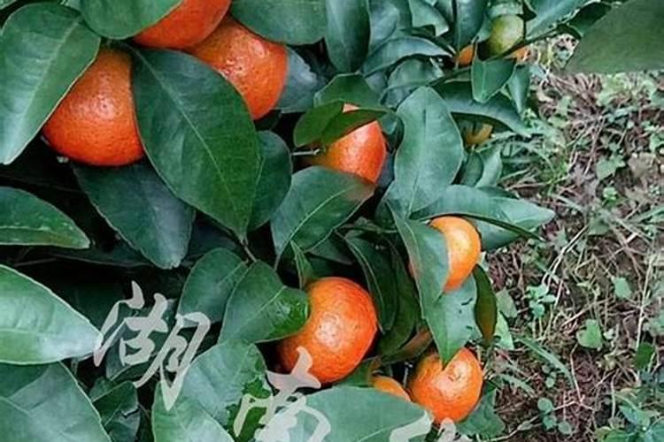 柑橘采收后喷什么叶面肥好？