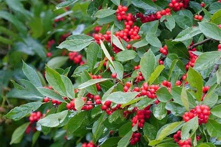 冬青树打顶不发芽是怎么回事