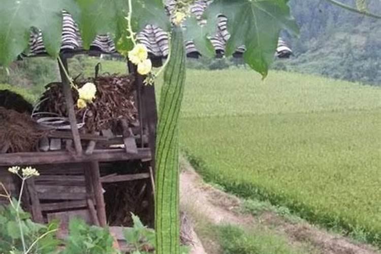 丝瓜是否需要打头