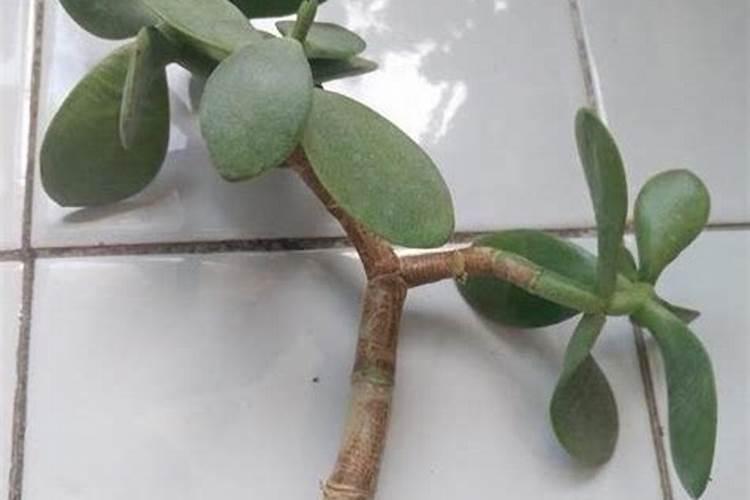微生物菌剂百菌清和多菌灵能和二铵混在一起撒吗？