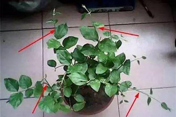 蓝藻爆发的原因有哪些该如何治理