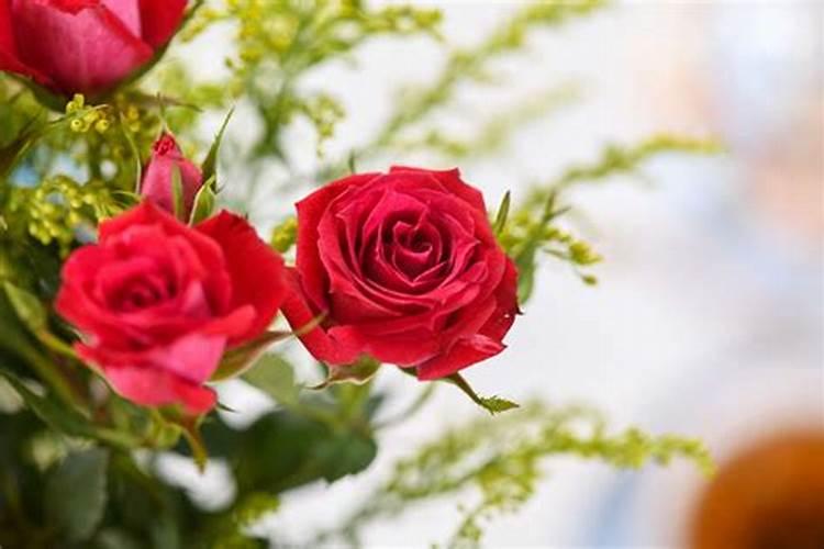 玫瑰花怎么施肥,玫瑰花施氮磷钾肥最为合适