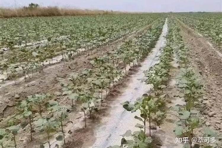 橘子树种植和施肥技巧