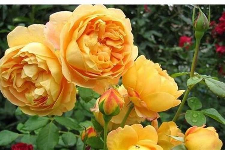月季花开花能施肥吗月季花开花能否施肥