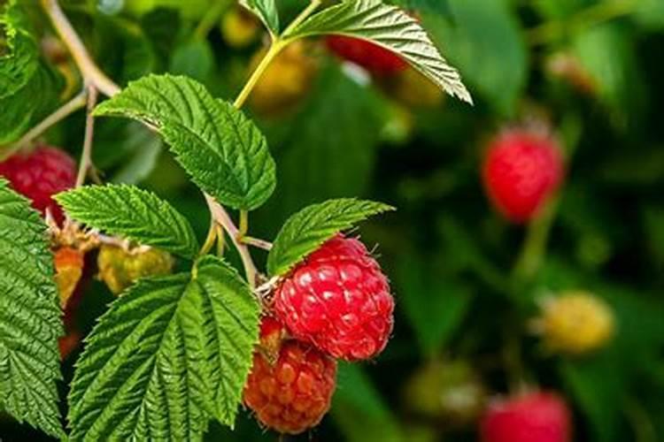 颗力邦肥料怎么样