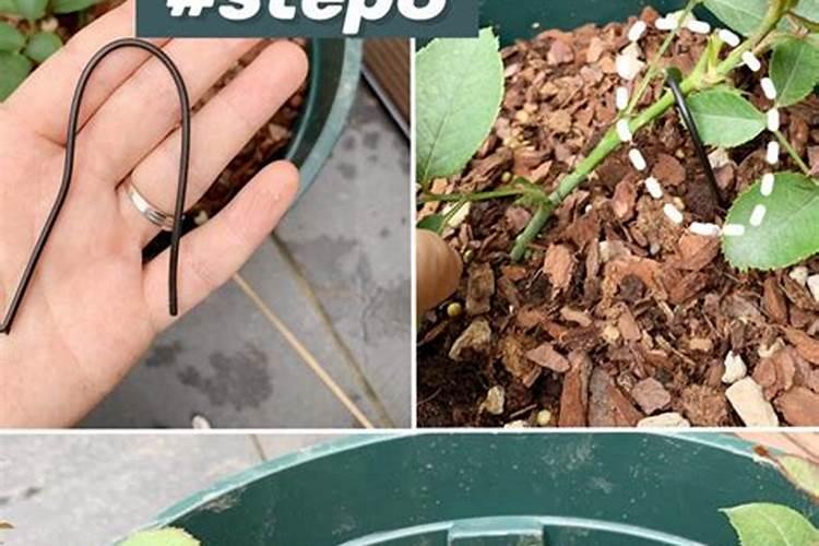 巴戟天的作用与功效？