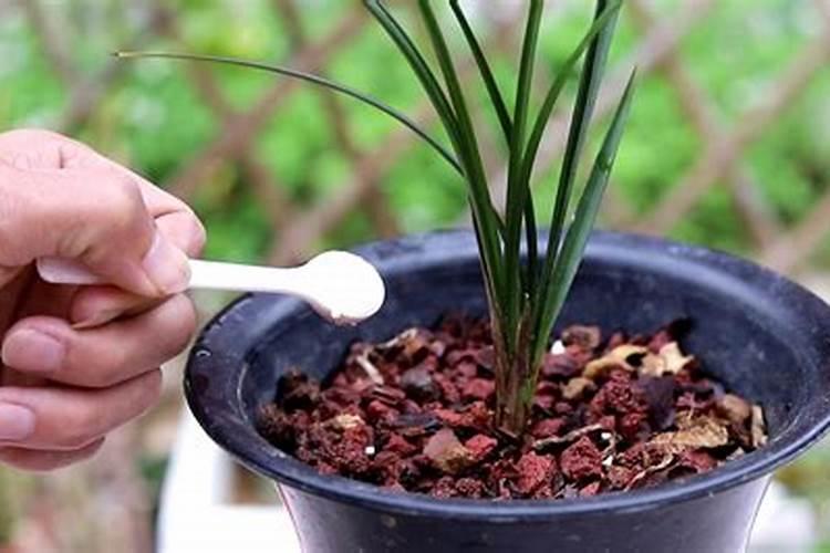 兰花的种植问题
