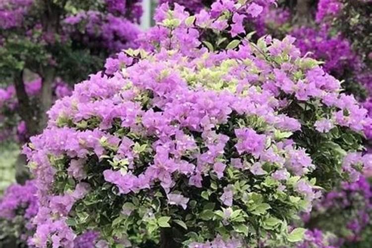 多元施力是正品吗