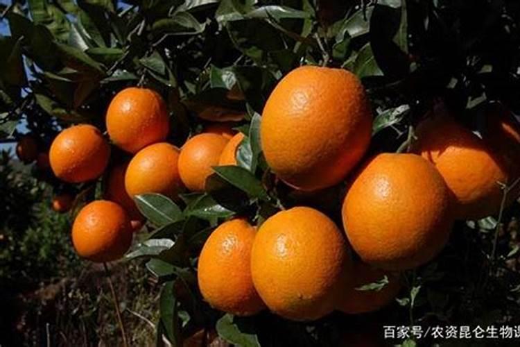 打药和施肥能同时进行吗