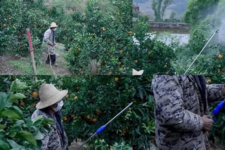 六七月份的脐橙,应该怎么进行管理呢？