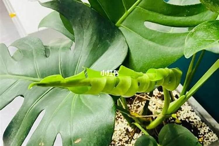 俄罗斯黄瓜一根10元,为何很多人跑俄罗斯种菜,却赔钱？