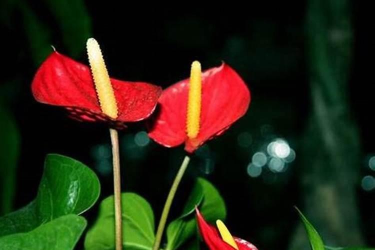 请问一下专家,我种的是哈密瓜,这个是什么病,怎么防治？