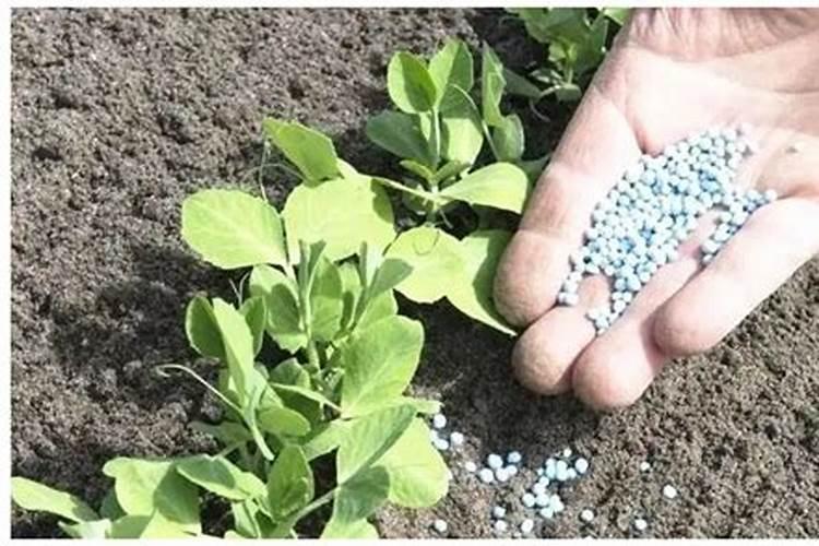 日本柳杉主要价值有哪些？日本柳杉园林用途