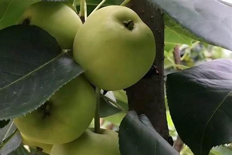 菊花菜种植时间和方法