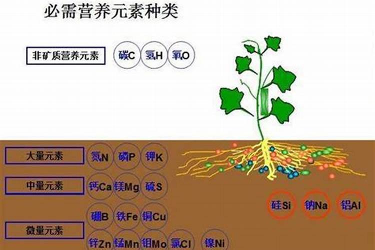 复合芽孢杆菌能不能和磷酸二氢钾混用一