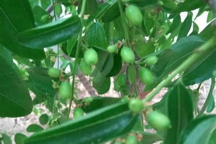 棉花浇水过多造成叶片黄化能不能喷洒芸苔素？