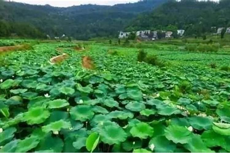 莲藕用什么肥料好？氯化钾好吗？