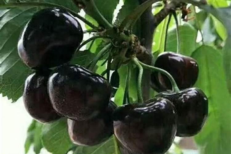 种水稻用什么肥料最好