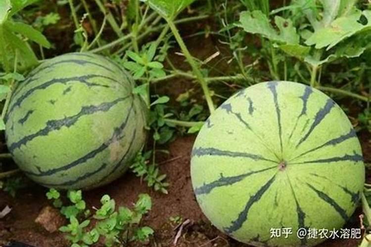 打完叶面肥多久下雨会影响