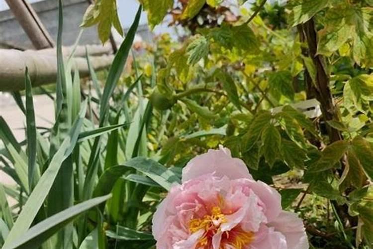 盆栽牡丹施什么肥