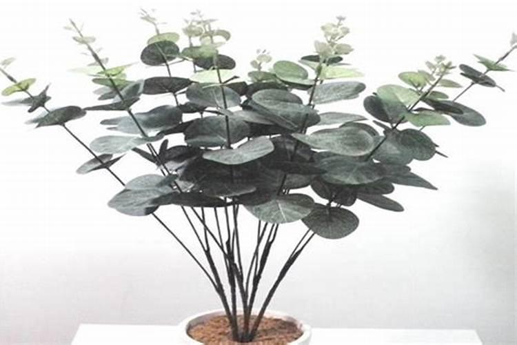 金桔什么时候施肥