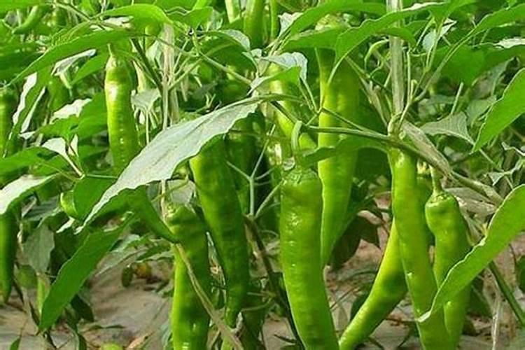 磷酸的医药用途是什么？