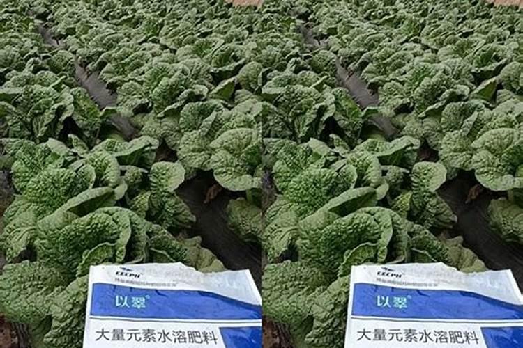 养花的氮肥有哪些