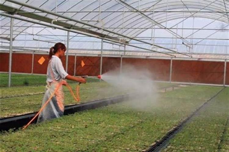 烤烟烟叶的最后采收期