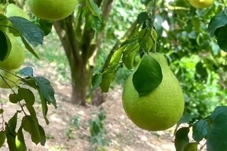 沃夫特3046玉米控释肥出厂价是多少？