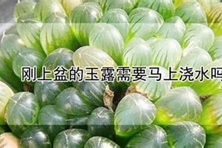 刚上盆的玉露需要马上浇水吗