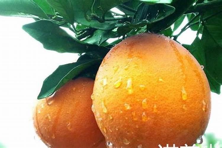豌豆荚怎么样才可以种豌豆荚种植方法
