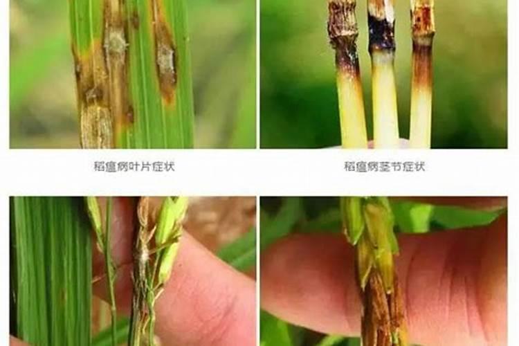 芸苔素内酯有什么应用？ 水稻病虫害稻瘟病详细介绍