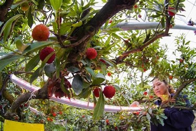 怎样给东魁杨梅补钙