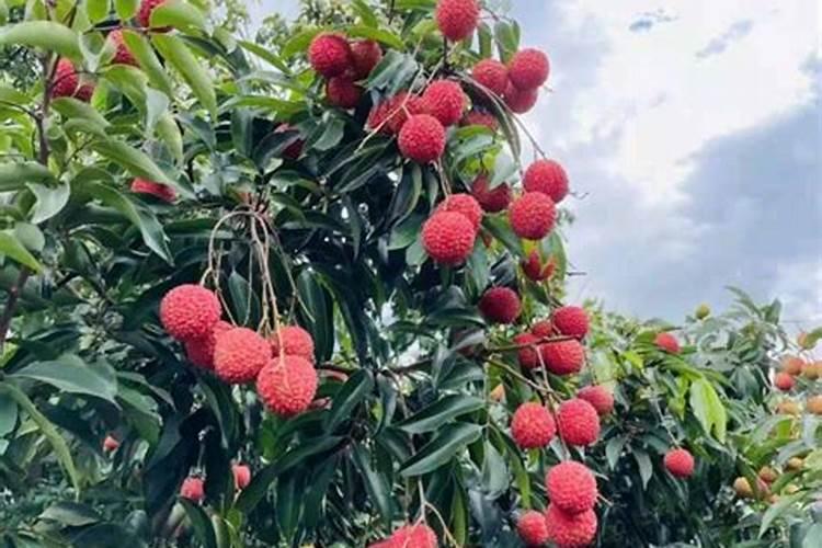 荔枝怎样促花保果？
