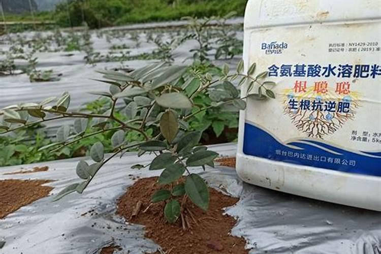高钾水溶肥什么时候用