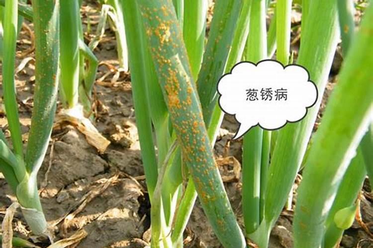 大葱很硬是为什么？