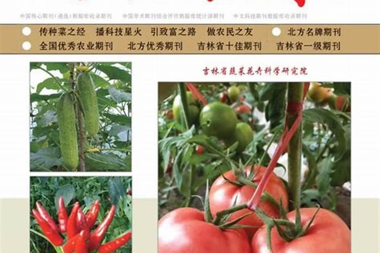 洋葱多少钱一斤2024 一个洋葱大约多少钱