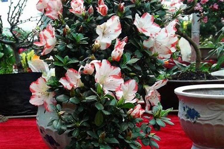 杜鹃花浇什么肥料最好