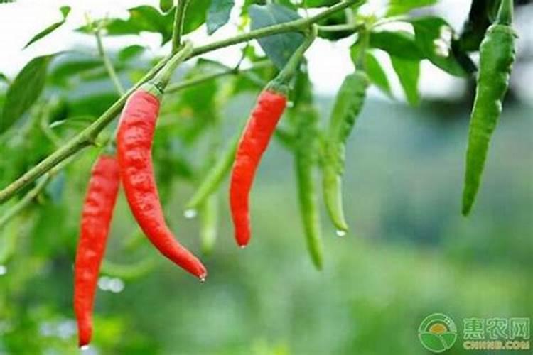 辣椒浇什么肥料合适
