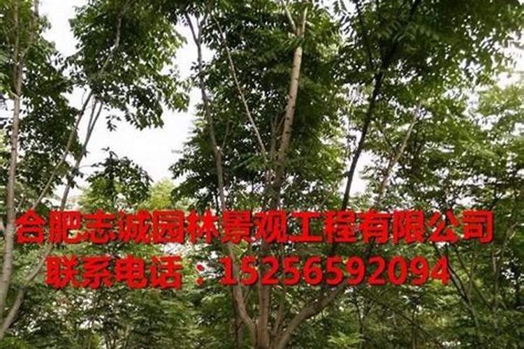 香樟树叶子冻干了怎么办？