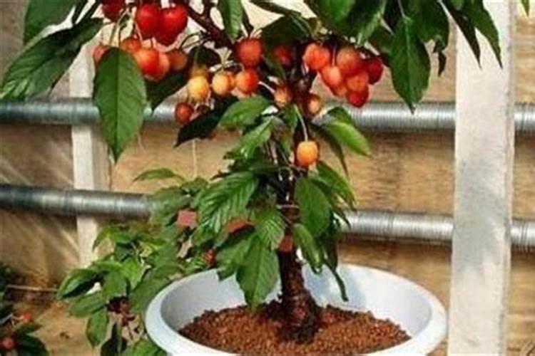 磷矿石有什么用