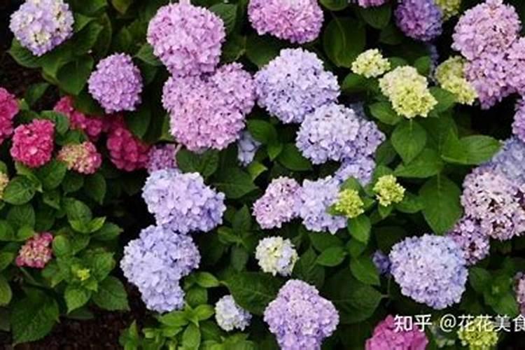 绣球花施肥时间和方法