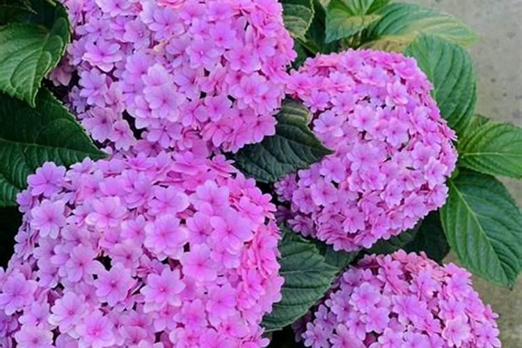 绣球花开花期间怎么施肥