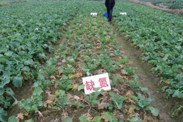 油菜施什么肥好