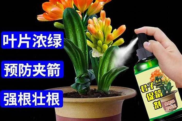 君子兰用什么肥料最好