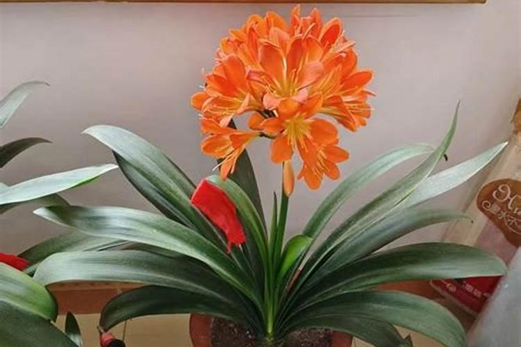 君子兰用什么肥料最好