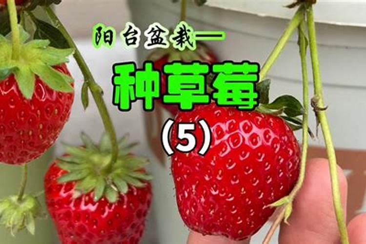草莓开花结果用什么肥